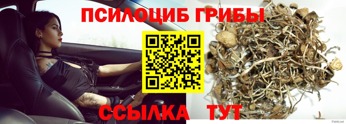 Псилоцибиновые грибы мицелий Новозыбков
