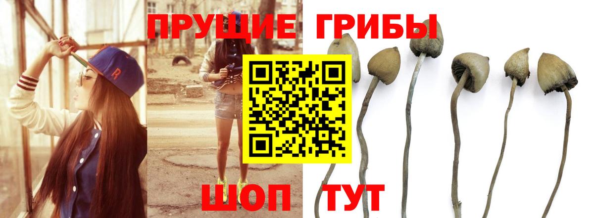 Новозыбков  где купить наркотик  Вход с VPN  Галлюциногенные грибы MAGIC MUSHROOMS  Псилоцибиновые грибы мухоморы 